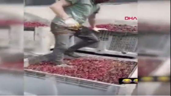 Tepkilere neden olmuştu: Vişnelerin ayakkabıyla çiğnendiği görüntülere ilişkin adım atıldı