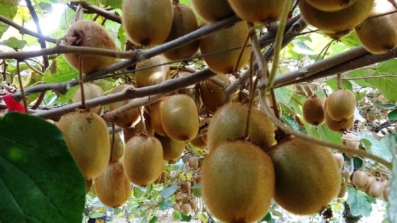 Samsun'da hasadı başladı, cilt sağlığını iyileştirmeye yardımcı oluyor: Kilosu 25 TL!