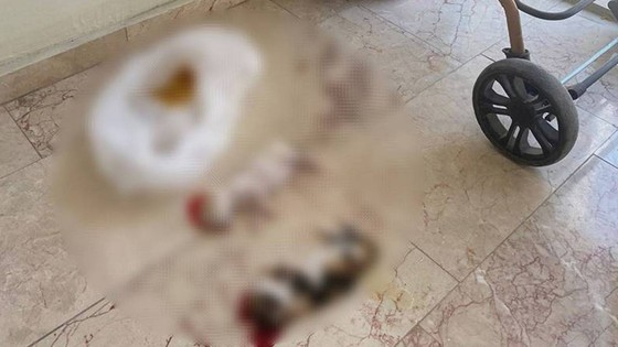 Bursa'da vahşet: 6 yavru kediyi kafalarını keserek öldürdüler