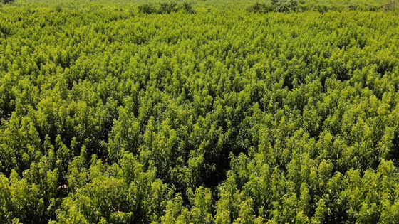 Bursa'da yüz güldüren hasat başladı, 1 dönümden 10 ton ürün: Tarlada kilosu 30 TL!