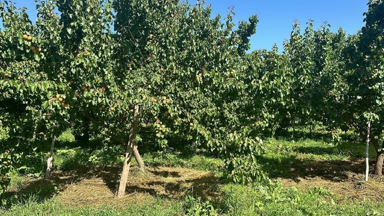 Kars'ta 'Sarı Altın' Hasadı Başladı, Üreticinin Yüzü Güldü: Diğerlerinden Farklı!