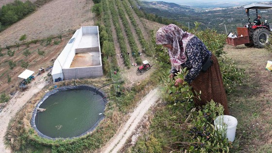 Türkiye'de Üretiliyor Ama Kıymetini Bilen Yok! Tansiyonu Dengeliyor, Diyabete İyi Geliyor
