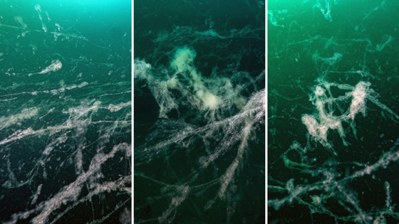 Örümcek Ağı Gibi Uzanıp Gidiyor: Kabus 3 Yıl Sonra Marmara'ya Geri Döndü