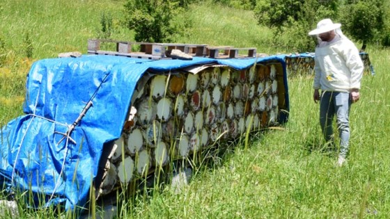 Dünyada Altın Bal Olarak Peş Peşe Ödül Aldı: Yalnızca Türkiye'nin O Şehrinde Üretiliyor