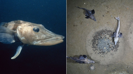 Bilim İnsanları Hayrete Düştü! 'Kristal Kan'a Sahip Oldukları Ortaya Çıktı! Sadece O Bölgede Yaşıyor