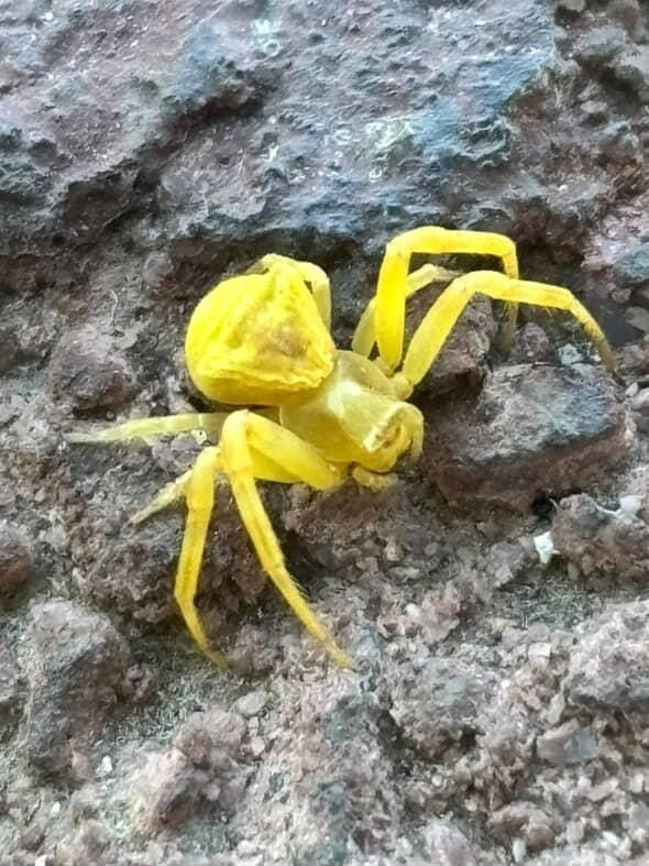 Kamuflaj Ustası Sarı Yengeç Örümceği Elazığ’da Görüldü - Resim : 1