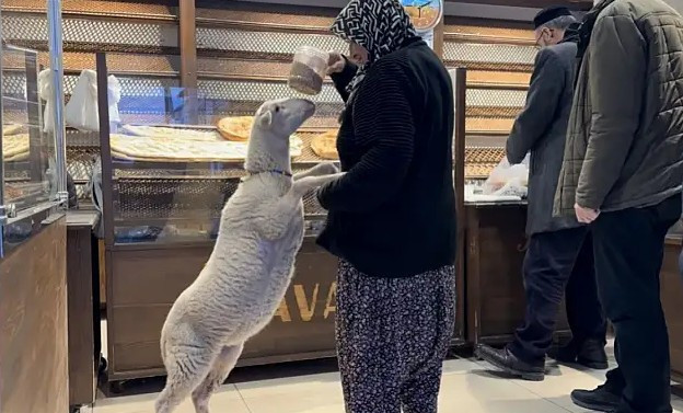 Bayramın En Güzel Mucizesi: Yanlışlıkla Kurban Diye Götürülen 'Çorap' Bıçağın Altından Son Anda Alındı - Resim : 3
