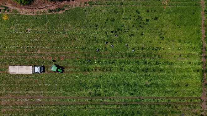 Adana'da Hasat Başladı Fiyatlar Sert Düştü! Rekor Rekolte Bekleniyor