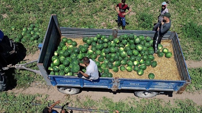 Yeşil Altında Hasat Başladı, Tarlada 9 Liradan Satılıyor! Son 1 Hafta Kaldı, Fiyatları Uçuşa Geçecek
