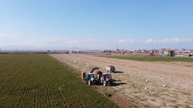 Konya'da Hasat Sezonu Başladı! Türkiye'nin Yüzde 72’sini Tek Başına Karşılıyor