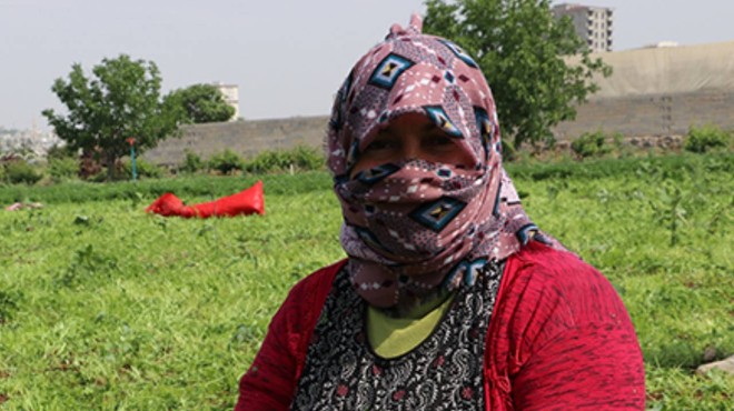 Tüysüz Hasat Başladı: Ne Çöpü Kalıyor Ne Sapı! Her Biri Altın Değerinde Satılıyor