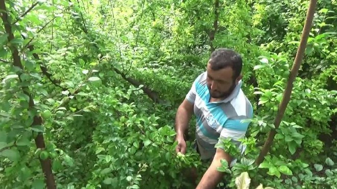 Silifke'de Hasat Başladı! Kilosu 7 Bin 600 Lira Birden Düştü, Tüm Dünya Kapış Kapış Alıyor