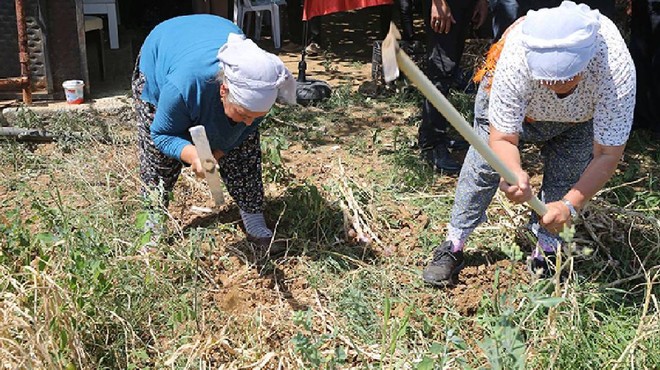 Beyaz Altını Hasat Eden Köşeyi Dönüyor: Sadece 6 Kişi Ekiyor, Her Poşeti Para Basıyor