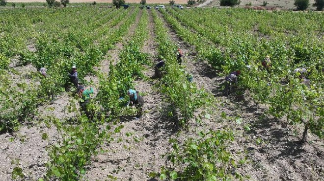 Tokat'ta Hasat Başladı! Dona Rağmen Üretim Düşmedi, Yeni Rekor Bekleniyor