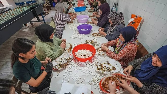 130 Kişi Ordu Gibi Tek Tek Ayıklıyor, Ücretsiz Dağıtıyor: 20 Gün Sürüyor, Türkiye'de Sadece Orada Üretiliyor