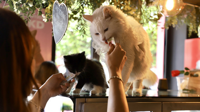 Bu Kafede Ev Sahibi Kediler: Kahve Kokusu ve Kedi Mırıltısı Bir Arada