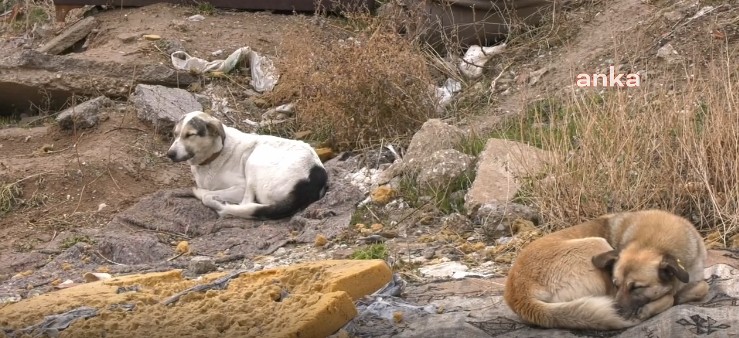 Ölümü Yüreğimizi Yakmıştı... Necla Teyzenin Komşuları Konuştu: 'Cinayete Kurban Gittiğini Düşünüyoruz' - Resim : 2