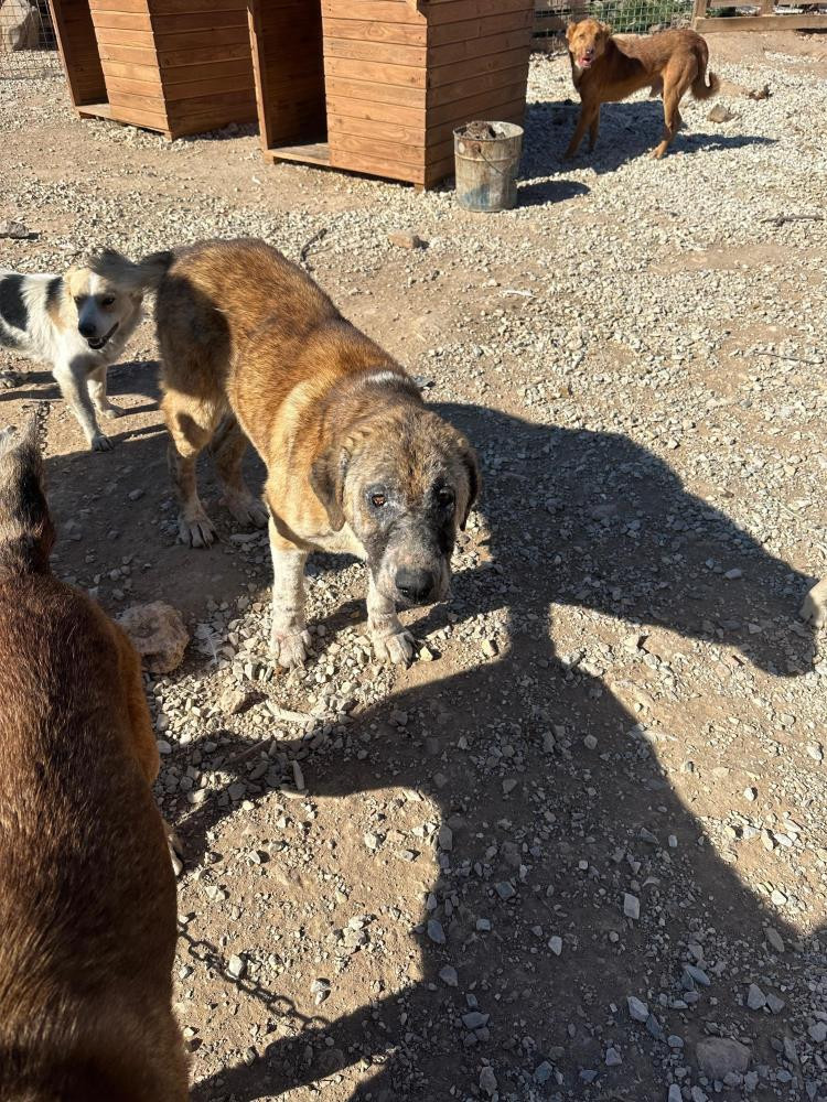'Barınak' Adı Altında İşkence: Hayvanlar Açlıktan Birbirini Yedi - Resim : 1