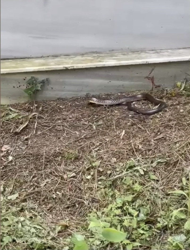 İstanbul'da Yılan Paniği! Her Yerden Çıkıyorlar: İşte En Riskli 7 İlçe... - Resim : 2