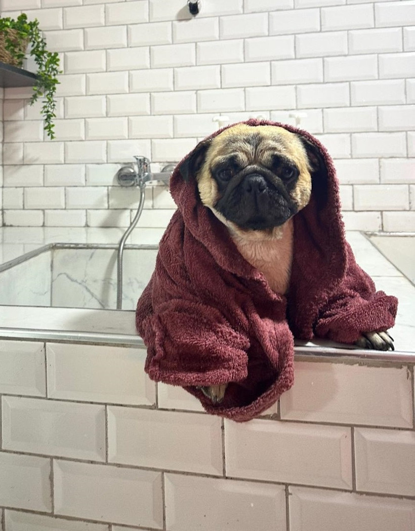 Pet Otele Emanet Ettikleri Dostlarını Kaybeden Çiftten Korkunç İddia! Alf’e Ne Oldu? İhmal mi? Kalp Krizi mi? - Resim : 2