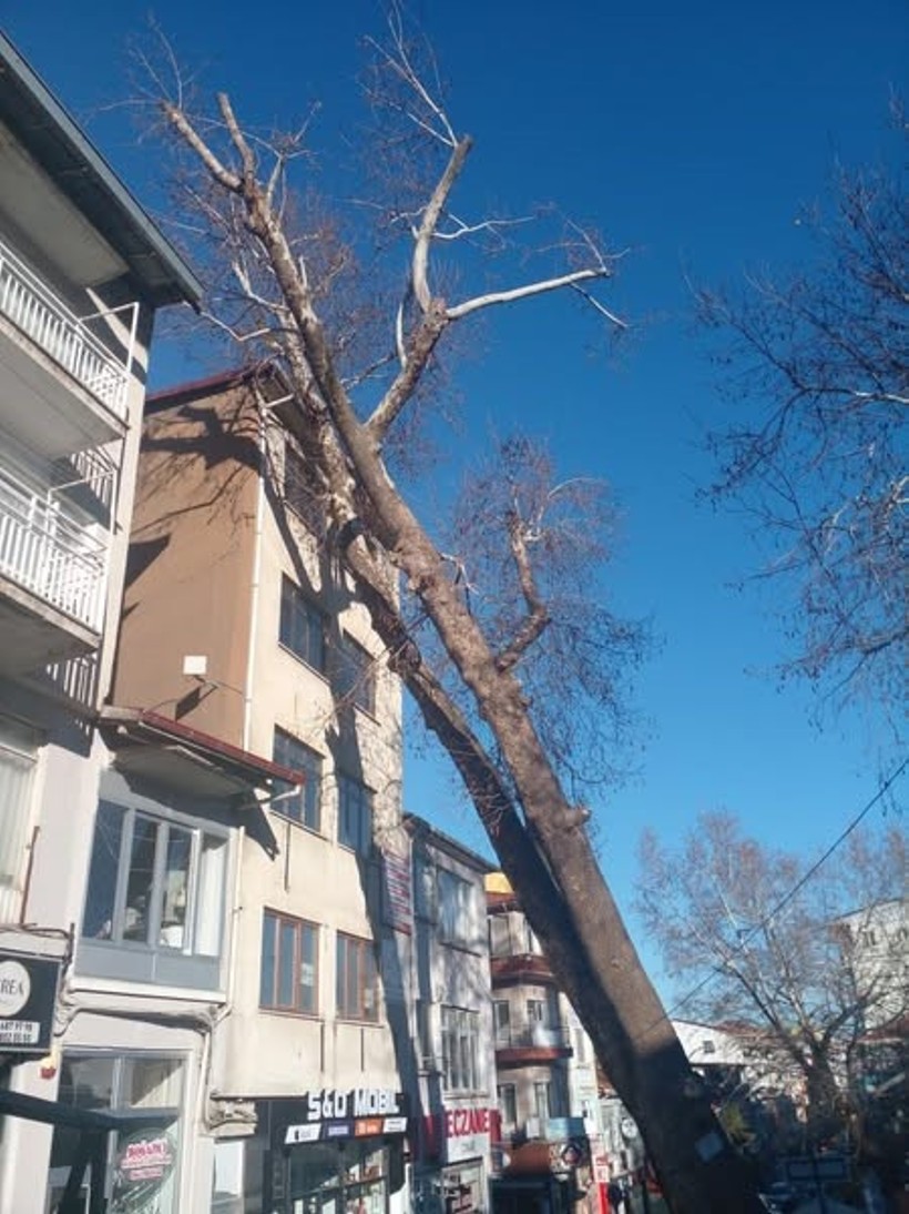 148 Yıllık Çınar Devrildi - Resim : 1