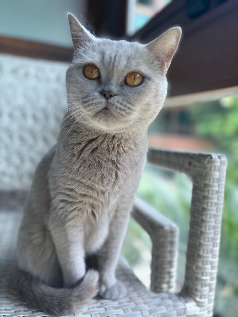 'Şanslı' En Büyük Şansı Oldu! Kedisi Sayesinde Kanser Olduğunu Öğrendi - Resim : 1