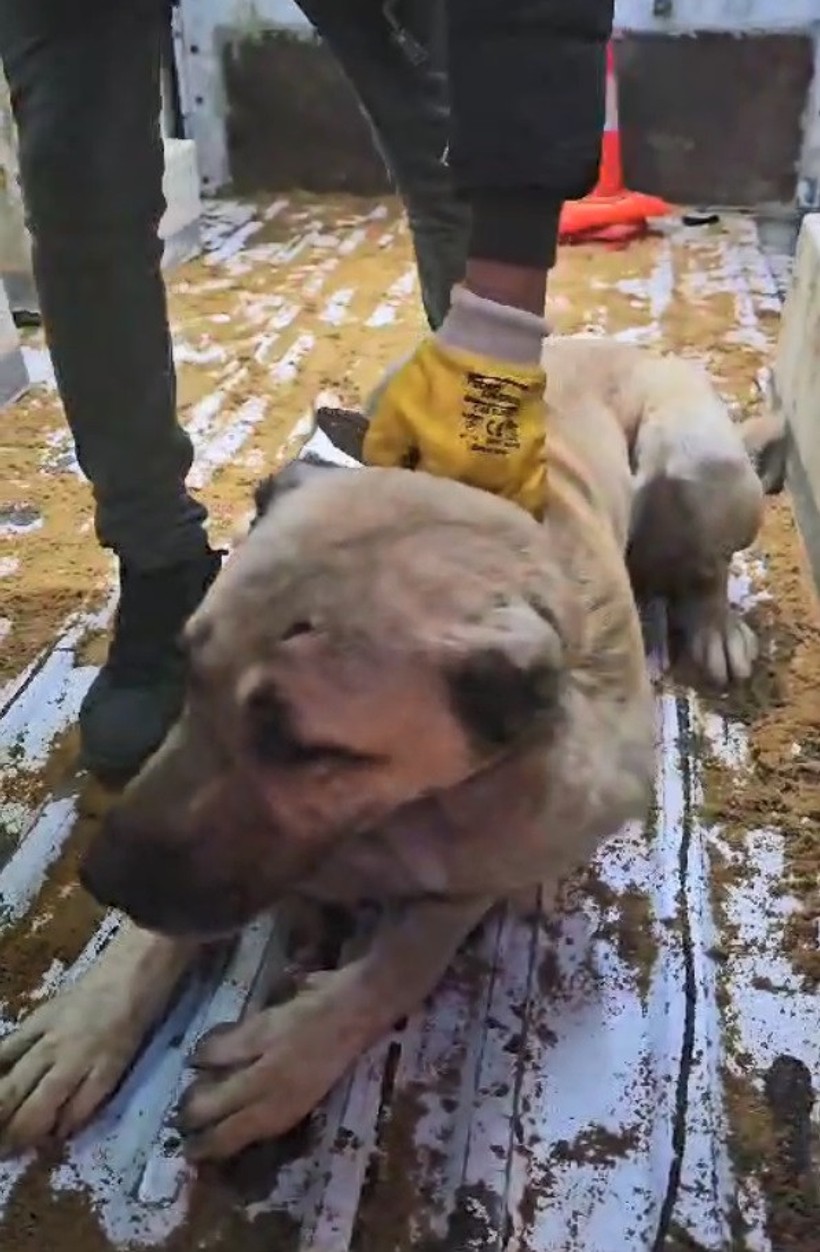 Sokak Köpeğini Tabancayla Vurdular - Resim : 1