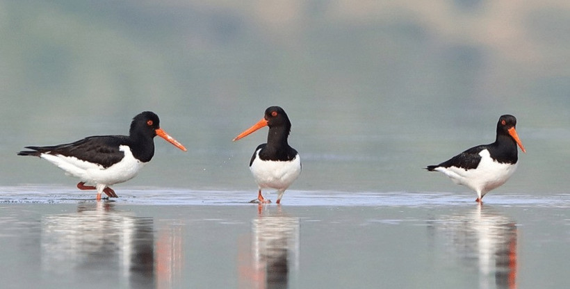 Muğla’da Ekolojik Katliam Alarmı! Ağaoğlu ve Doğuş Holding'in Projeleri Bargilya Tuzlası'nı Yok Ediyor - Resim : 3