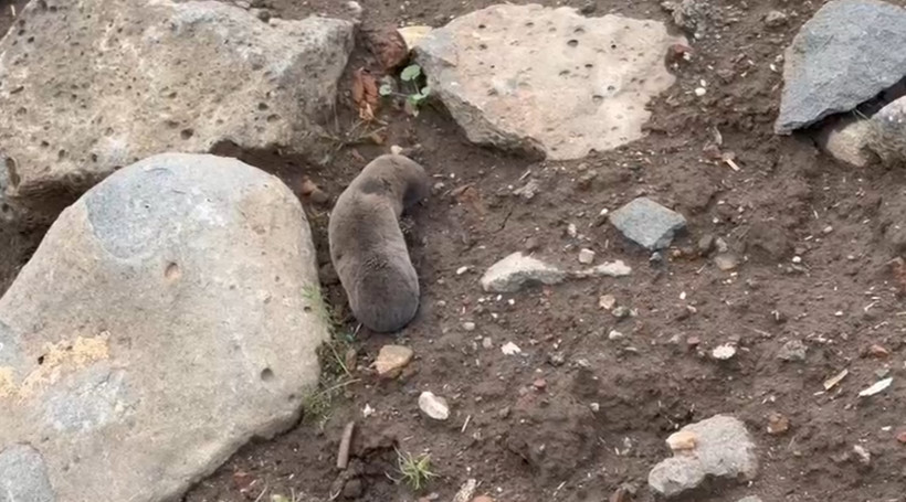 40 Yıllık Uzman Şaşkın! Derinlerin Bekçisi Diyarbakır'da Gün Yüzüne Çıktı: Sakın Zarar Vermeyin - Resim : 2