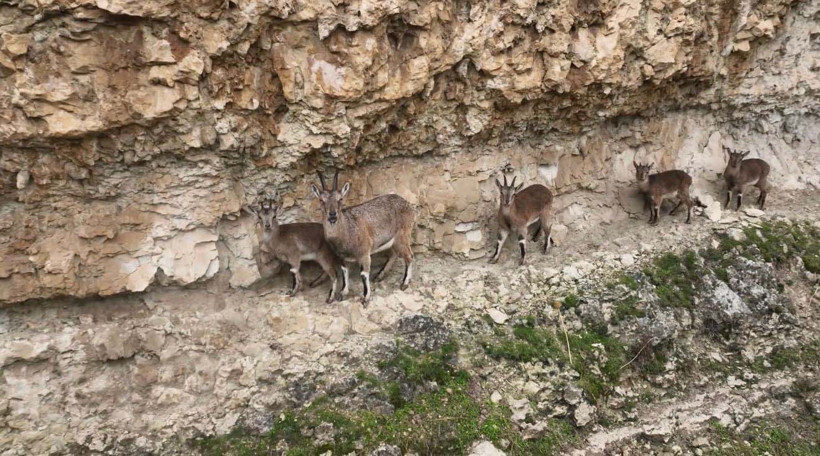 Ekosistemin Can Damarına HES! Yüzde 90'ı Tamamlandıktan Sonra İptal Kararı Çıktı - Resim : 5