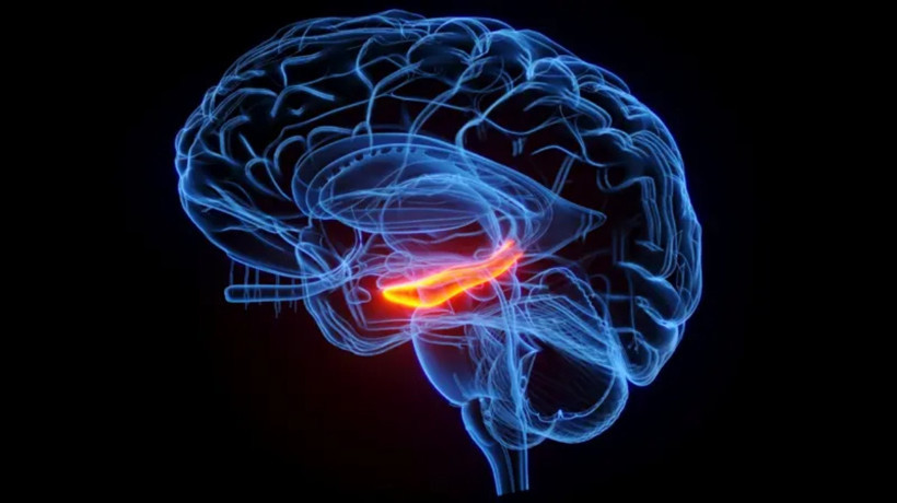 Büyük Gizem Çözülüyor! Bebeklik Anılarımız Neden Siliniyor? - Resim : 1