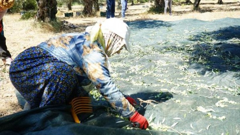 Edremit'te erken 'zeytin' hasadı