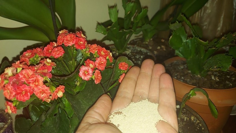 Dibine koyun, açmayan çiçeklerin bile açmasını sağlıyor - çiçeklerin hızlı uzamasını sağlıyor