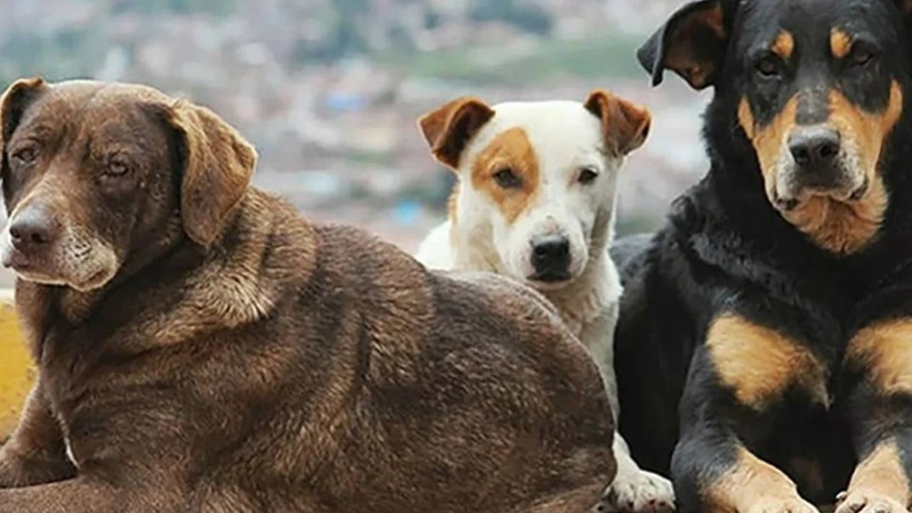 AKP sokak köpeklerinin 'uyutulması' konusunda geri adım atmıyor: Teklif hazır, Erdoğan'a sunum yapılacak