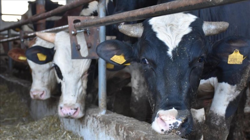 Dünyada bir ilk: Çiftlik hayvanlarından 'gaz vergisi' alınacak