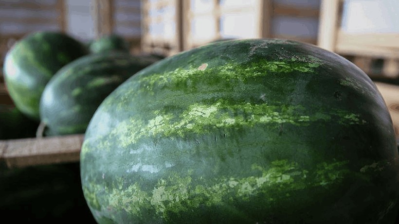 Karpuz Satmasına İzin Verilmedi, Karpuzları Kaymakamlık Önünde Parçaladı