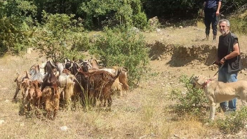 30 Adet Küçük Baş Hayvanını Kaybetti: Jandarma Bularak Teslim Etti