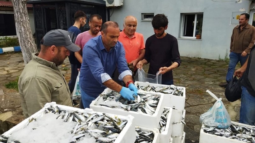 Sinop'ta Yasa Dışı Avlanılan 70 Kasa Balık Ele Geçirildi