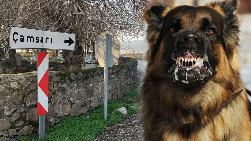 Hatay'da Kuduz Alarmı: Bir Mahalle Karantinaya Alındı