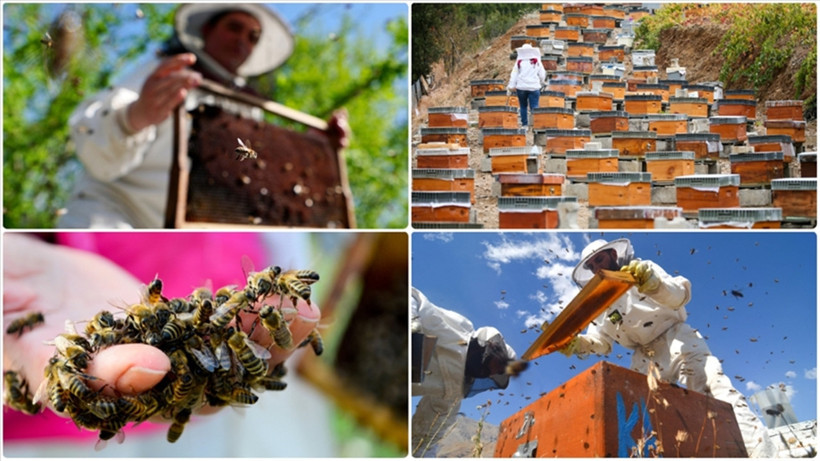 Türk Balı İhracatı 2024'te 32,3 Milyon Doları Aştı