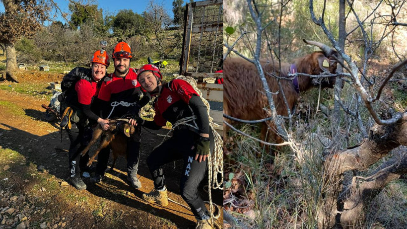 Kayalıklarda Mahsur Kalan Keçi Kurtarıldı