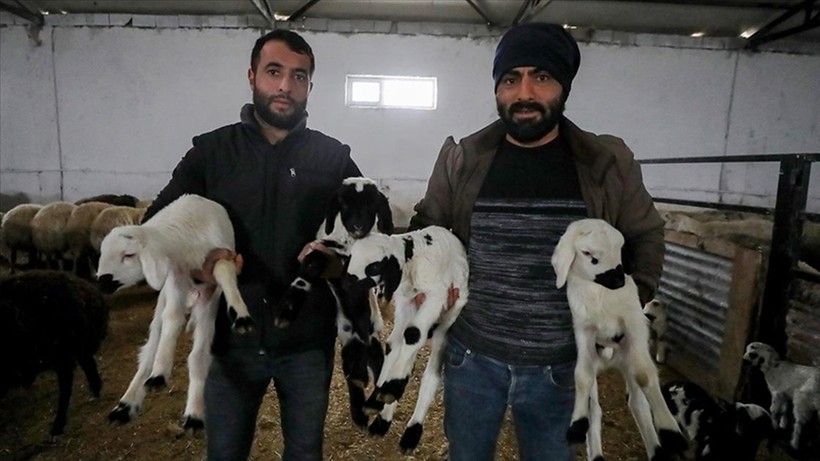 Devlet Desteği ile Çiftlik Kurdu: Şimdi 1500 Küçükbaş Hayvanları Var
