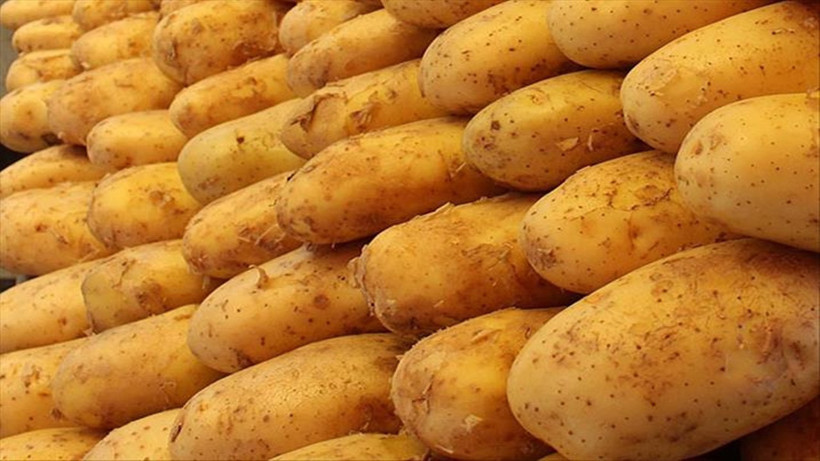 Hollanda'dan Türkiye'ye Gelen Patateslerde Büyük Risk: İade Edildi