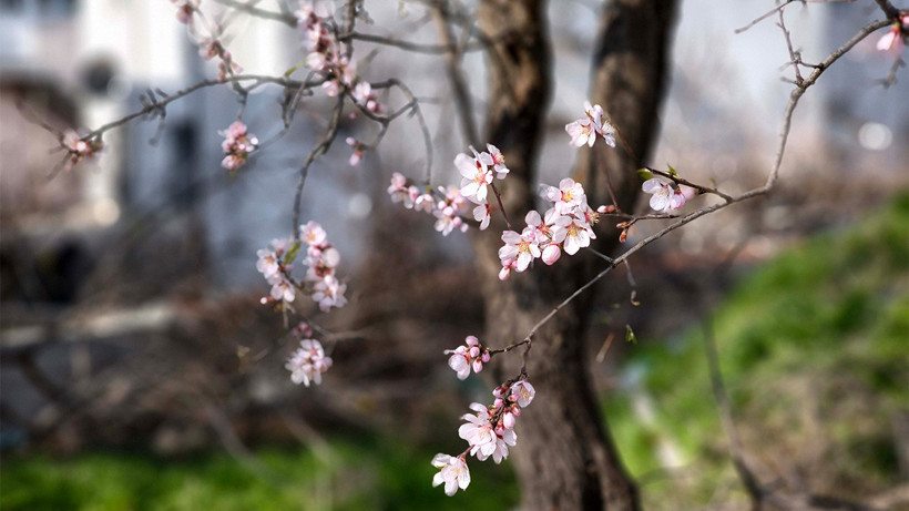 Yalancı Bahara Aldanan Ağaçlar Çiçek Açtı