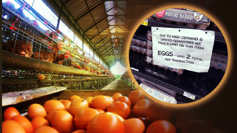 Milyonlarcası İtlaf Edildi: Tanesi 10 Dolara Yükseldi! ABD'de Kuş Gribi Krizi, Kısıtlama Geldi