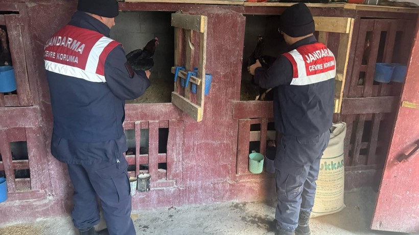 Erzurum'da Horoz Dövüşü Baskını: 3 kişiye Para Cezası