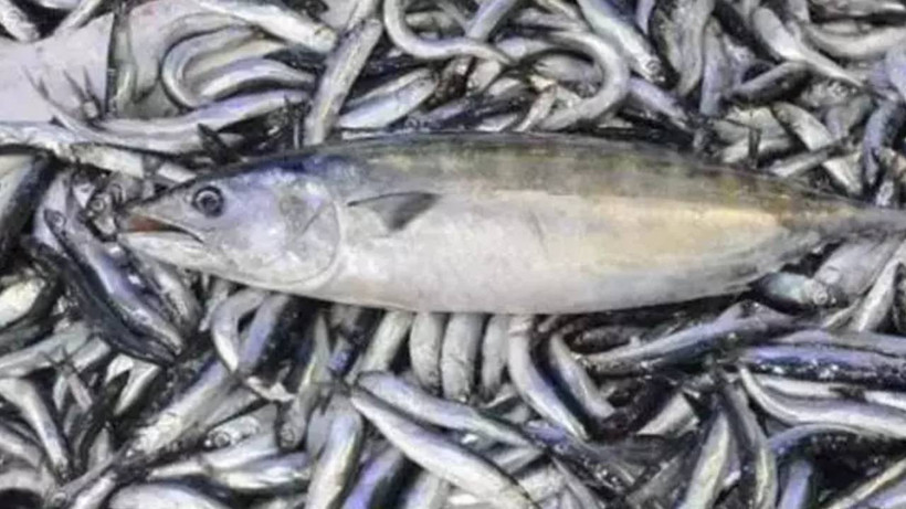 Türkiye'nin Hamsi İhracat Geliri Ocak'ta Arttı