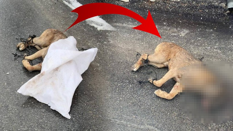 Vahşetin Adresi Bu Kez Kayseri! Önce Ayaklarını Bağladılar, Ardından Silahla Vurup Katlettiler