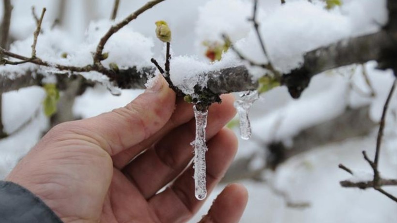 Meteoroloji’den Don Uyarısı: Çiçeklerinizi Hemen Eve Alın