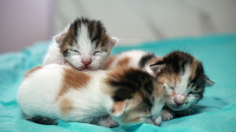 Mersin’de Camide Doğum Yapan Kedi ve Yavruları Koruma Altına Alındı
